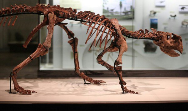Ящер-попугай и мезозойские крокодилы: в Палеонтологическом музее открылась выставка «Сибирский пситтакозавр»
