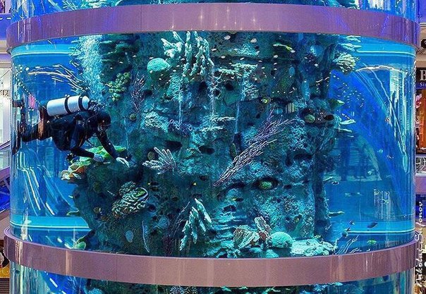Самый высокий в мире аквариум находится в Москве