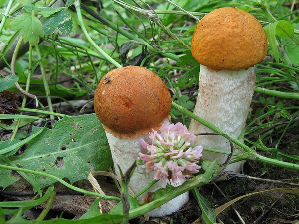 7 грибных мест Подмосковья