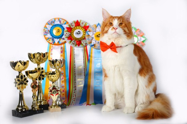Юбилейная праздничная выставка кошек в Сокольниках!