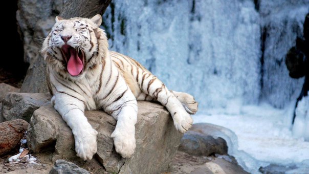 Московский зоопарк впервые отметит в этом году День студента.