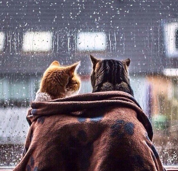 Хочется сейчас укутаться в одеяло