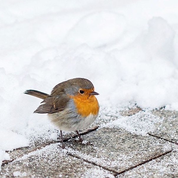 Эту малышку зовут зарянка или малиновка. Говорят, что в саду Эрмитаж это частый гость. Эту малышку зовут зарянка или малиновка. Говорят, что в саду Эрмитаж это частый гость.